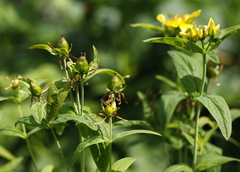 Hypericum ascyron gebleri