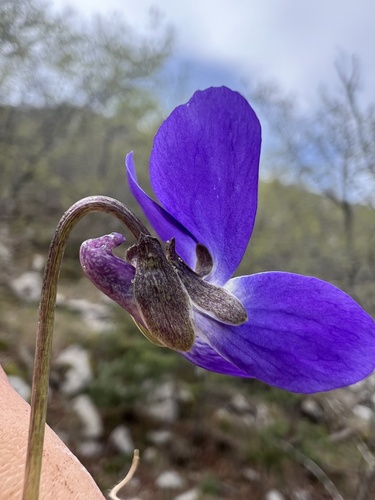 White violet (Viola alba)