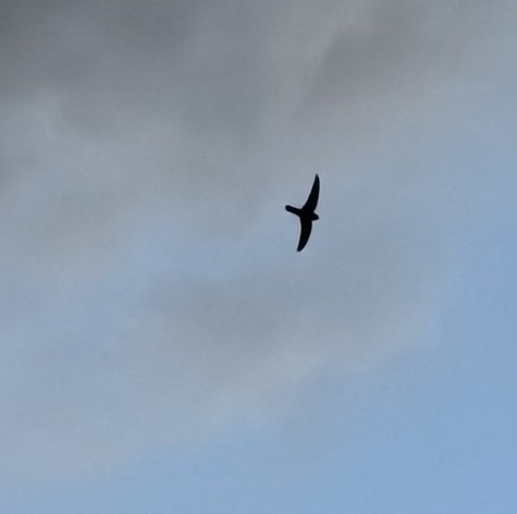 Australian Swiftlet (Aerodramus terraereginae)