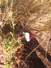 Colotis celimene pholoe