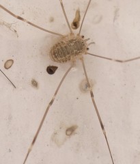 Leiobunum religiosum