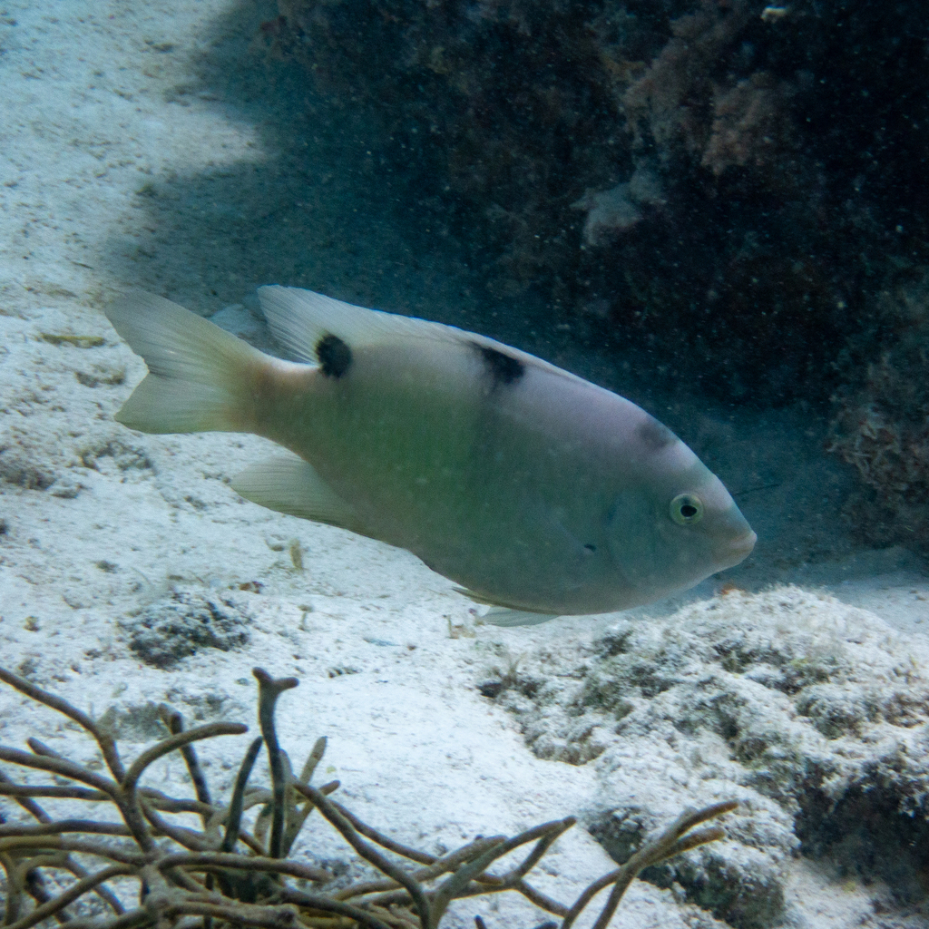 Two-barred Puller