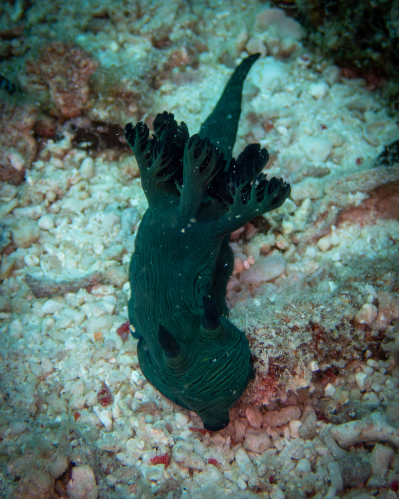 Shadowy Wrinkle Dorid