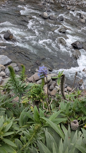 Image of Echium nervosum by (c) Lukas Feichtmeier, some rights reserved (CC BY)
