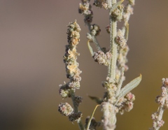 Chenopodium desiccatum