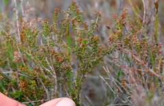 Erica radicans