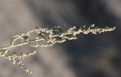 Chenopodium desiccatum