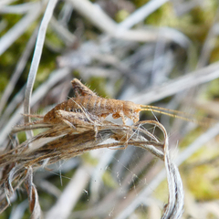 Arachnocephalus vestitus