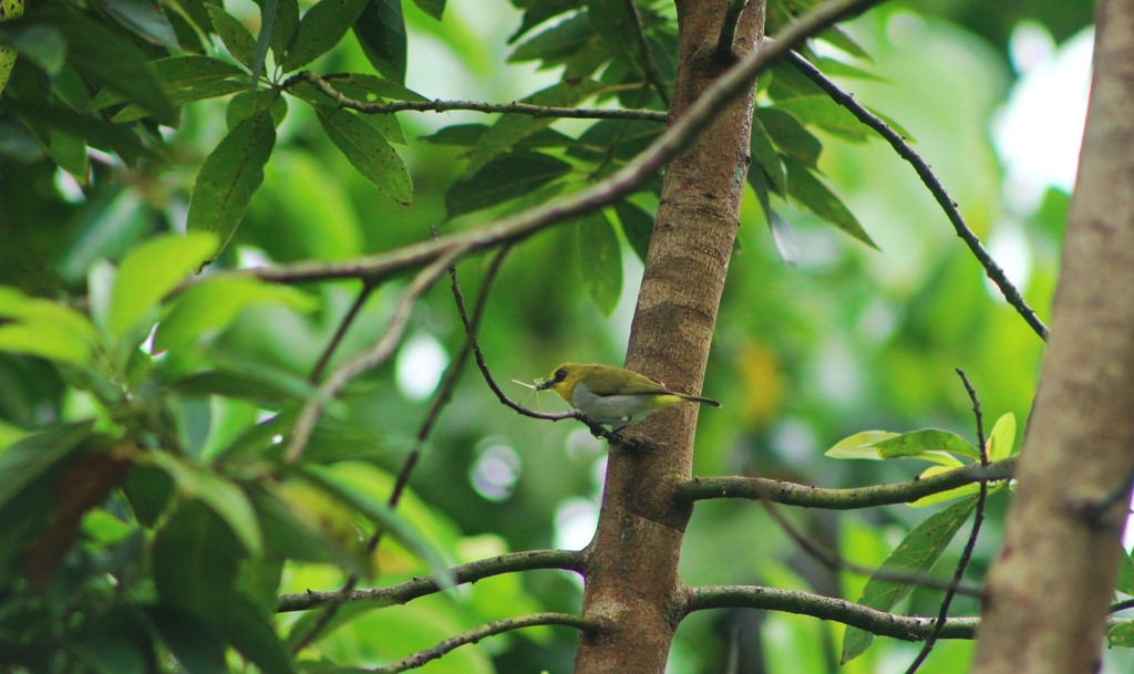Kacamata Makassar (Zosterops anomalus)