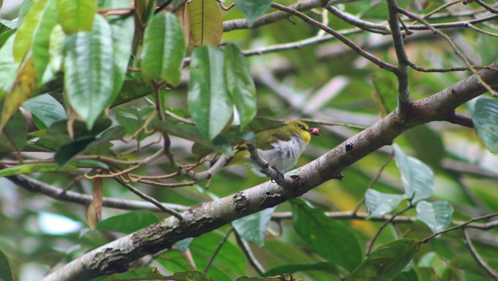 Black-ringed White-eye (Zosterops anomalus)