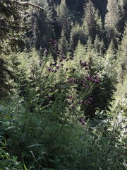Cirsium alsophilum