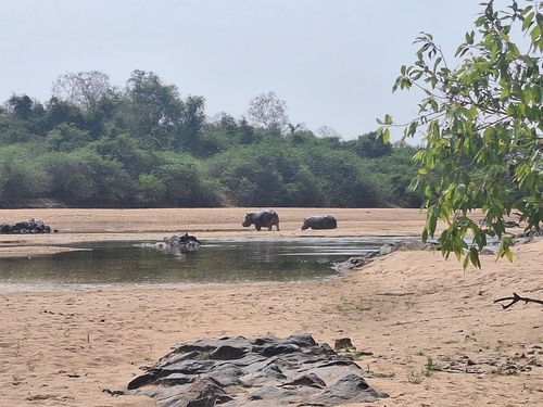 Common Hippopotamus