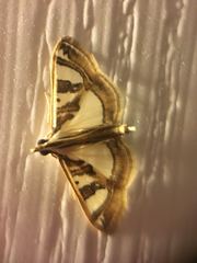 Glyphodes pyloalis