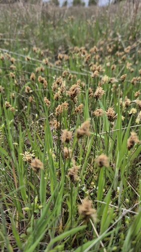 Involute-leaved sedge (Carex stenophylla)