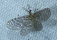 Nallachius americanus