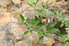 Psoralea sericea