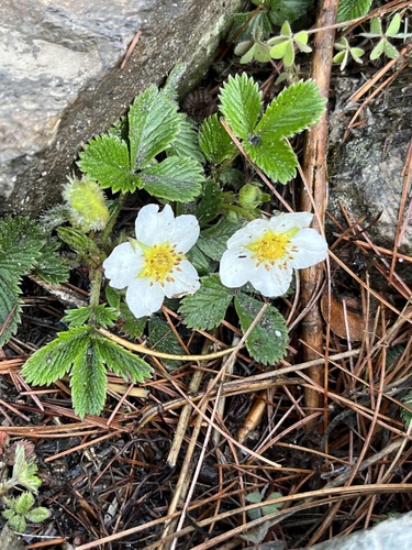 Fragaria nubicola, photograph 5