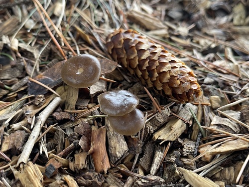 Strobilurus esculentus