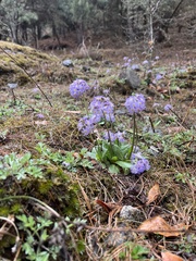 Primula denticulata, photograph mnt99york, CC0, iNaturalist via GBIF