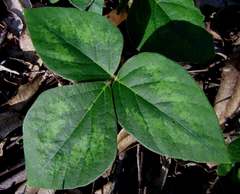 Desmodium axillare