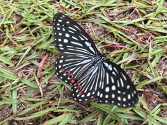 Hestina assimilis formosana