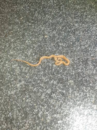 Coastal Carpet Python sighting