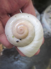Ryssota otaheitana ovum