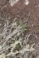 Cheilanthes viridis viridis