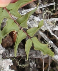 Cheilanthes viridis viridis