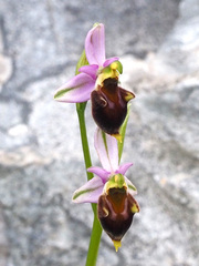 Argolic Ophrys (Ophrys argolica)