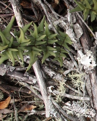 Cheilanthes viridis viridis
