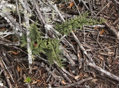 Cheilanthes viridis viridis