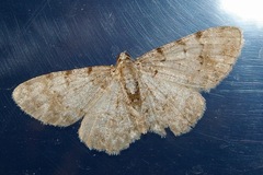 Myrioblephara nanaria