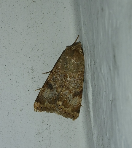 Heliothis nubigera