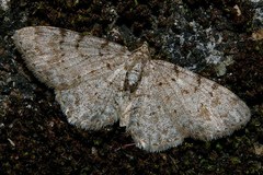 Myrioblephara nanaria