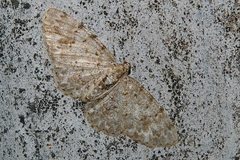 Myrioblephara nanaria