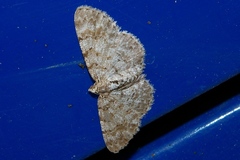 Myrioblephara nanaria