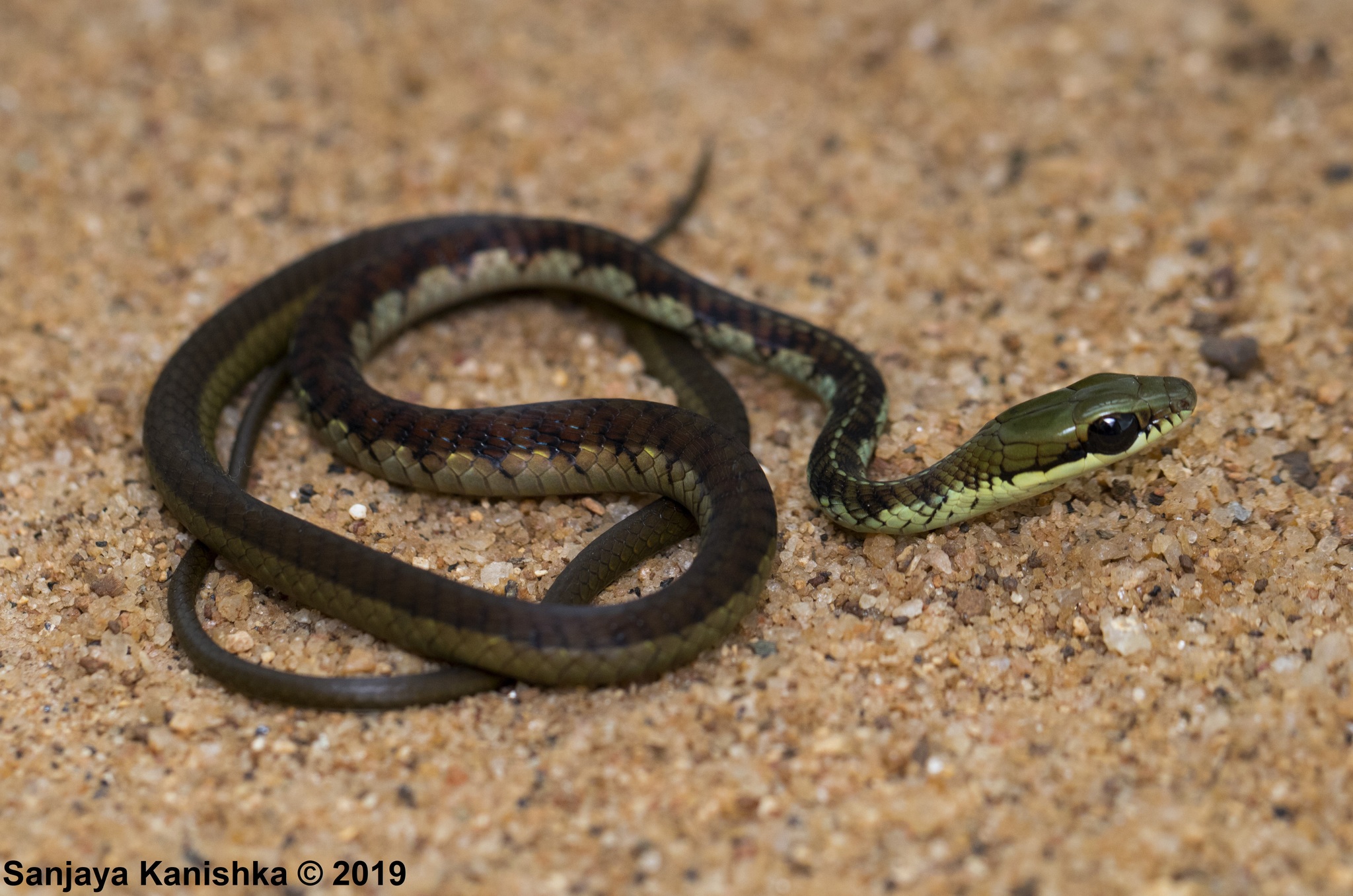 Dendrelaphis schokari (Kuhl, 1820)