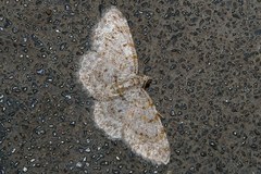 Myrioblephara nanaria