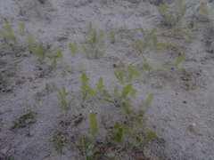 Halophila