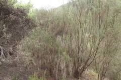 Passerina falcifolia