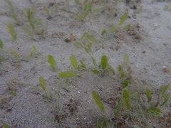 Halophila