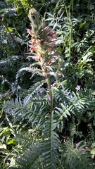 Pedicularis procera