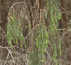 Passerina falcifolia