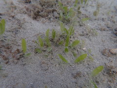 Halophila