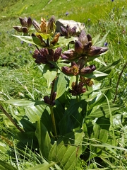 Gentiana × gaudiniana