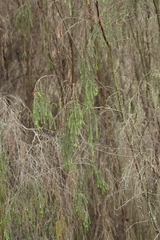 Passerina falcifolia