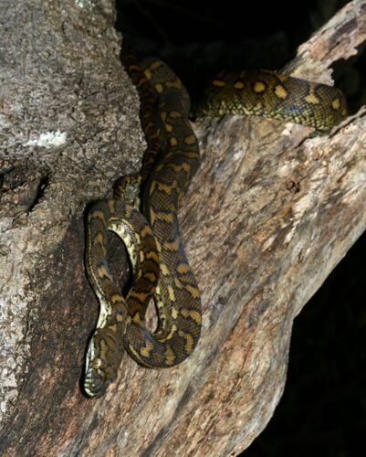 Coastal Carpet Python sighting