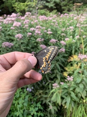 Papilio brevicauda bretonensis