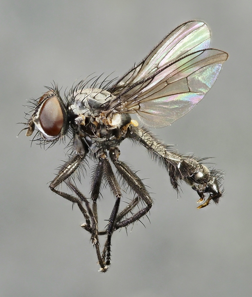 Phorbia bartaki